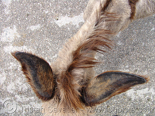 old-donkey - ears (bulgaria), asinus, burro, donkey, ears, equus, българия