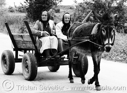 old women on donkey cart (bulgaria), asinus, chariot, donkey cart, equus, horse cart, horses, old, pony, rustic, women, working animal