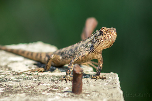 oriental garden lizard - (india), calotes versicolor, changeable lizard, crested tree lizard, eastern garden lizard, west bengal, wildlife