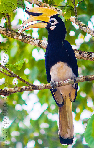 oriental pied hornbill bird, anthracoceros albirostris, borneo, branch, bucerotidae, hornbill, kinabatangan river, malaysia, sukau, tree, wild bird, wildlife