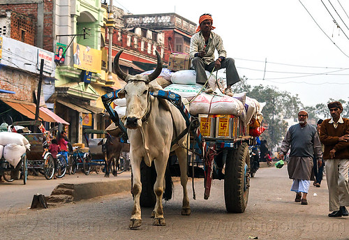 ox cart transporting freight (india), bags, cargo, carriage, cow, freight, load, men, ox cart, sacks, sitting, transport, transporting, varanasi, walking