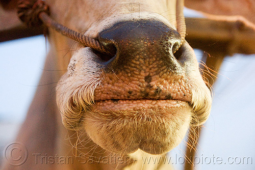 ox nose with rope in nostrils (india), cow nose, cow snout, delhi, ox