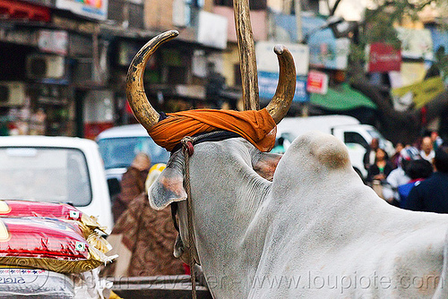 ox with golden horns, cow, delhi, kankrej cows, ox, paharganj