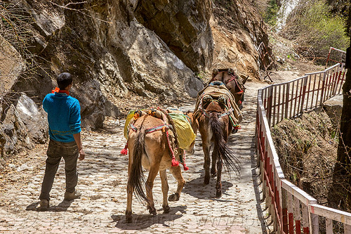 pack mules on the yamunotri trail (india), caravan, men, pack animals, pack horses, treking, working animals, yamunotri trail, yamunotri trek