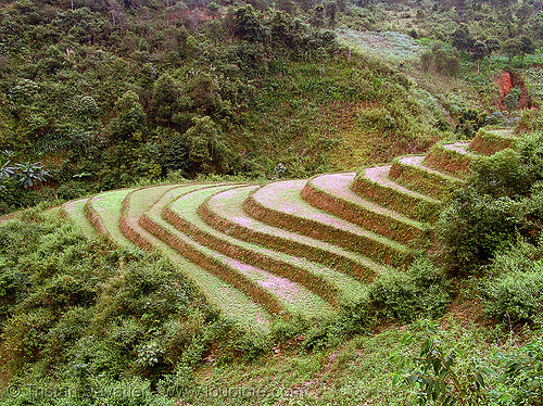 paddy fields - terrace farming - between tám sơn and yên minh, agriculture, landscape, rice fields, rice paddies, terrace farming, terraced fields