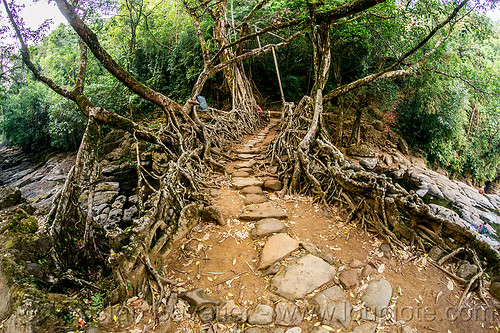 path on living root bridge - mawlynnong (india), banyan, east khasi hills, ficus elastica, footbridge, jingmaham, jungle, living bridges, living root bridge, mawlynnong, meghalaya, rain forest, roots, strangler fig, trail, trees, wahthyllong