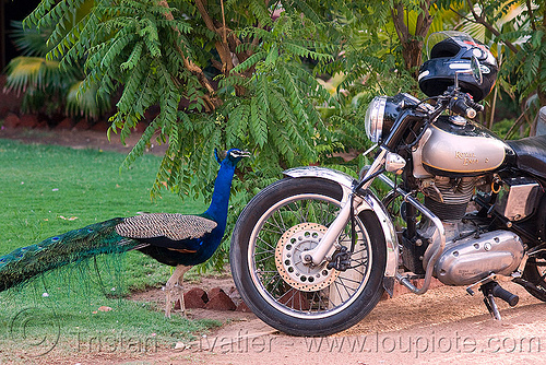peacock and royal enfield bullet motorcycle - jaipur (india), bird, jaipur