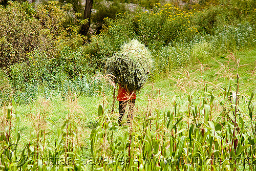 peasant carrying ball of hay, agriculture, argentina, carrying, corn, farming, field, iruya, man, noroeste argentino, paysant, peasant, quebrada de humahuaca, san isidro