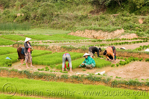 people replanting rice in paddy field (laos), agriculture, farmers, planting, rice fields, rice nursery, rice paddies, terrace farming, terraced fields, transplanting rice, workers, working