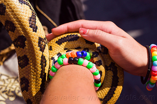 pet python snake coiling around arm, arm, beads bracelets, coiled, coiling, gay pride festival, hands, kandi bracelets, pet snake, python snake, wrist