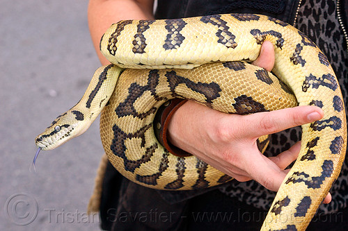 pet python snake coiling around wrist, coiled snake, hand, pet snake, python, snake tongue, wrist