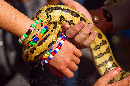 pet python snake coiling on arm kandi bracelets, arm, beads bracelets, coiled, coiling, gay pride festival, hands, kandi bracelets, pet snake, python snake, wrist
