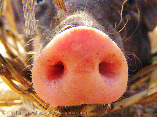 pig snout - piglet nose, closeup, nostrils, pig nose, pig snout, piglet snout, pink