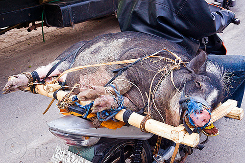 pig tied-up on motorbike, big, fat, flores island, freight, laying down, load, motorcycle, pig, riding, road, rope, sleeping, tied-up, transport, wood crate