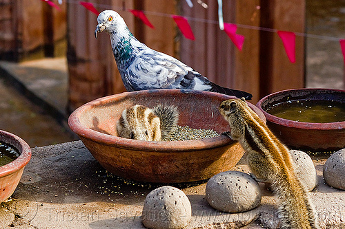 pigeon and squirrels eating seeds, bird food, bird seeds, clay vessel, eating, lucknow, pigeon, rodents, squirels, urban wildlife, wild bird