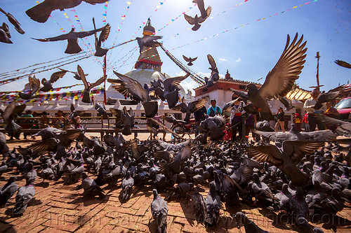 pigeons near bodnath stupa - kathmandu (nepal), backlight, birds, bodnath stupa, boudhanath, buddhism, flying, kathmandu, pigeons, wild bird, wildlife