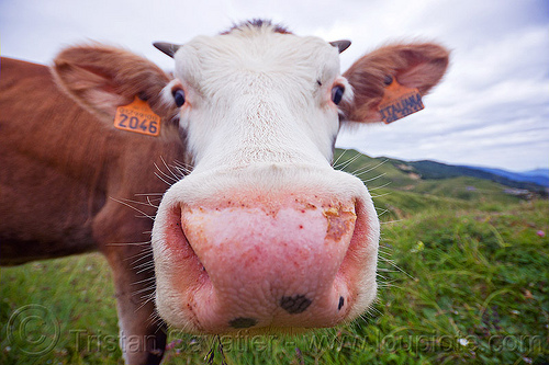 pink cow nose, 2046, cow nose, cow snout, ear tags, grass field, grassland, italiana, nostrils, pink nose, pink snout