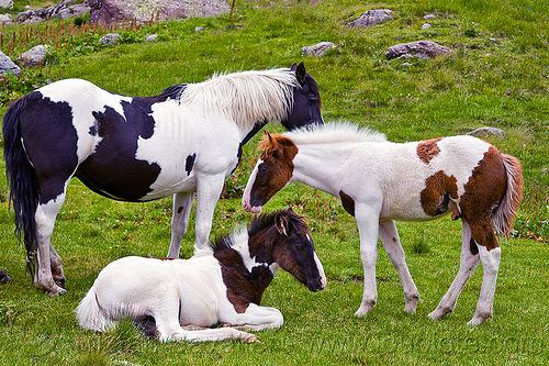pinto horses - foals, baby animal, baby horse, feral horses, foals, grass field, grassland, laying down, pinto coat, pinto horse, white and black coat, white and brown coat, wild horses