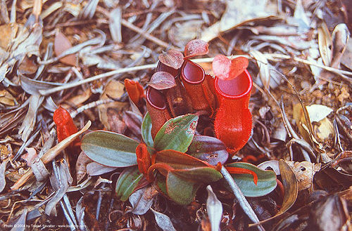 pitcher plants - nepenthes vieillardii (new caledonia), carnivorous plant, nepenthes vieillardii, new caledonia, nouvelle caledonie, nouvelle-calédonie, pitcher plant, plants