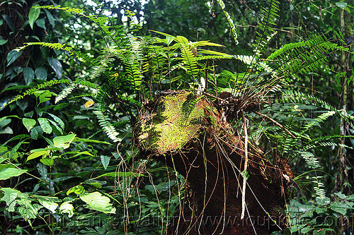 plants growing on dead tree, borneo, dead tree, dead wood, decaying wood, gunung mulu national park, jungle, malaysia, plants, rain forest