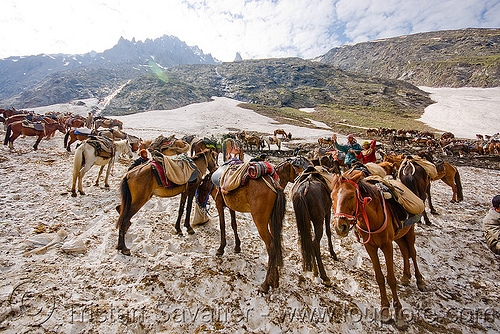 ponies on snow - amarnath yatra (pilgrimage) - kashmir, amarnath yatra, hindu pilgrimage, horses, kashmir, mountains, pilgrims, ponies, pony station, snow