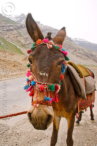 pony - leh to srinagar road - kashmir, bridle, horse, kashmir, kashmiri gujjars, mountains, muslim, nomads, pony, road, zoji la, zoji pass, zojila pass