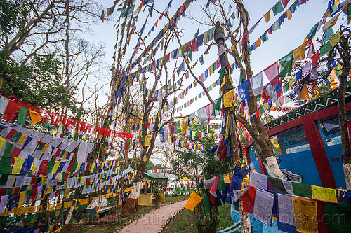 prayer flags - observatory hill - darjeeling (india), buddhism, darjeeling, hindu temple, hinduism, observatory hill, prayer flags, tibetan, trees