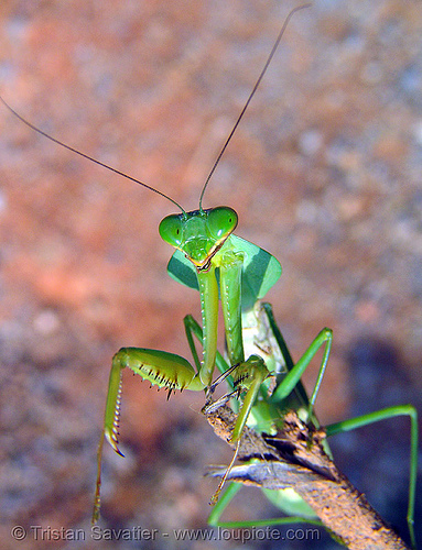 praying mantis, closeup, giant shield mantis, insect, mantis religiosa, mantodea, praying mantid, praying mantis, wildlife