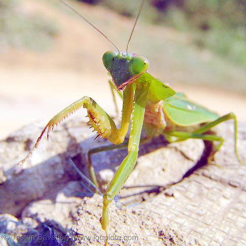 praying mantis - front legs, closeup, giant shield mantis, insect, mantis religiosa, mantodea, praying mantid, praying mantis, wildlife