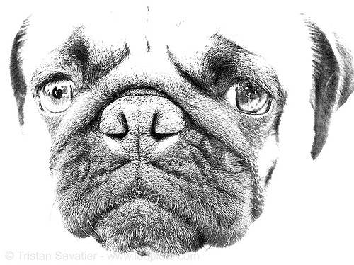 pug dog head, dog head, dog snout, doggy, eyes, gordy, nose, pug, ugly, wrinkles