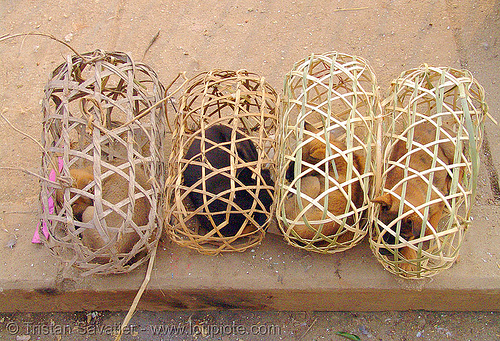 puppies in cage, bamboo cages, cao bằng, dogs, puppies