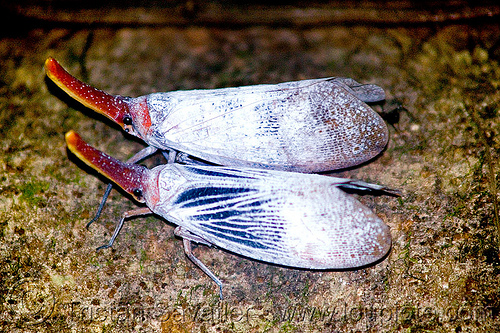 pyrops sultana - lantern flies, borneo, closeup, fulgoridae, gunung mulu national park, insect, lantern bug, lantern fly, malaysia, pyrops sultana, wildlife