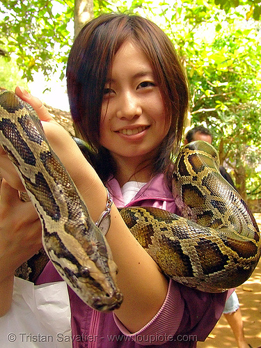 python snake pet, chiharu, head, japanese, pet snake, python snake, woman