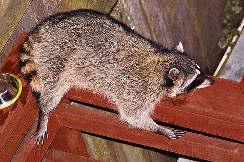 raccoon resting on wooden handrail, laying down, night, nocturnal, procyon lotor, raccoon, resting, urban wildlife