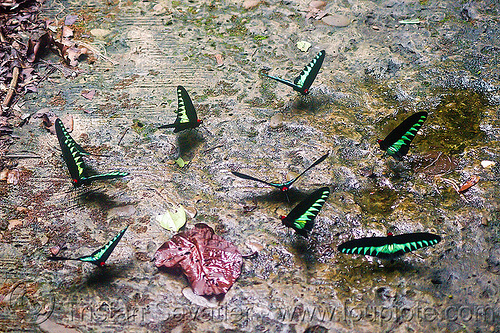 rajah brooke birdwing butterflies, borneo, butterflies, gunung mulu national park, insects, malaysia, rajah brooke birdwing, rajah brooke's birdwing, trogonoptera brookiana, wildlife