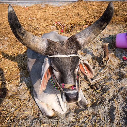 rajasthan kankrej ox with large horns, attached, big horns, cow, hare krishna, hindu pilgrimage, hinduism, iskcon, kankrej cows, kumbh mela, laying down, ox, resting, rope, sitting