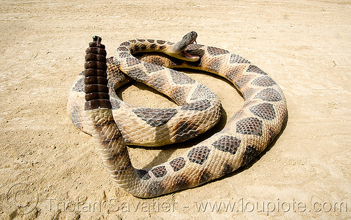 rattlesnake with tail up on sand, coiled, fake snake, rattlesnake, toy snake