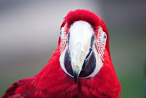 red-and-green macaw parrot head, ara chloropterus, beak, bird, green-winged macaw, head, parrot, psittacidae, red-and-green macaw
