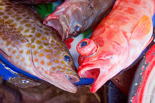 red fish with bulging eyes at fish market (flores island), fish market, fishes, flores island, fresh fish, raw fish