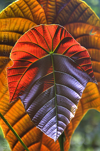 red leaf - macaranga, backlight, borneo, euphorbiaceae, glowing, gunung mulu national park, jungle, leaf veins, leaves, macaranga, malaysia, plants, rain forest, red