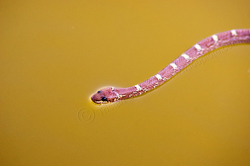 red snake swimming in river (india), ganga, ganges river, need id, red, snake, striped, swimming, varanasi, white, wildlife