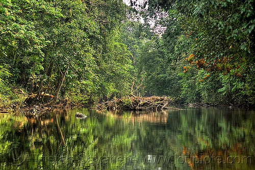 reflections in river water, borneo, gunung mulu national park, jungle, malaysia, melinau river, rain forest, sungai melinau, trees