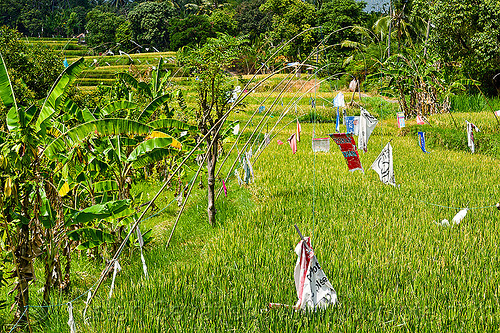 rice field with scarecrow, bali, bamboo, lines, polls, rice fields, rice paddies, scarecrow, terrace farming, terraced fields, wires