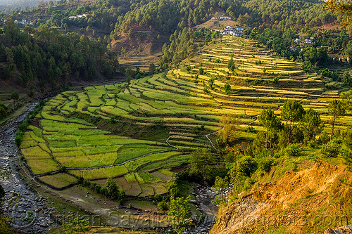 rice fields in fan-shape terraces (india), agriculture, bend, landscape, pindar valley, rice fields, rice paddies, river, slope, terrace farming, terraced fields, village