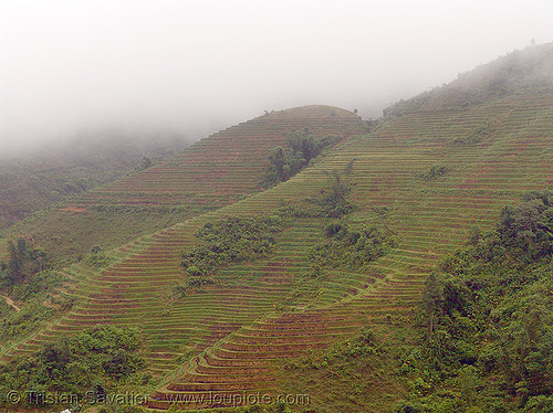 rice fields on hillside - terrace farming - vietnam, agriculture, fog, foggy, hazy, hillside, misty, rice fields, rice paddies, terrace farming, terraced fields