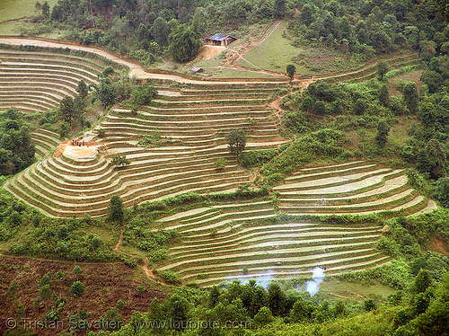 rice fields - terrace farming - between tám sơn and yên minh - vietnam, agriculture, landscape, rice fields, rice paddies, terrace farming, terraced fields