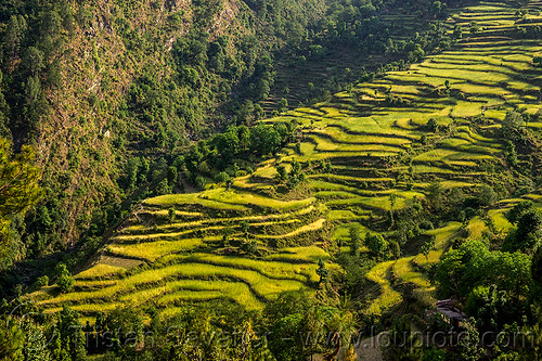 rice fields terraces in himalaya valley (india), agriculture, landscape, pindar valley, rice fields, rice paddies, rice paddy fields, slope, terrace farming, terraced fields