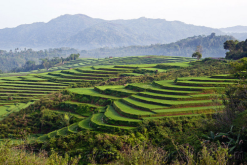 rice paddies terraces - flores (indonesia), agriculture, flores island, landscape, rice fields, rice paddies, terrace farming, terraced fields