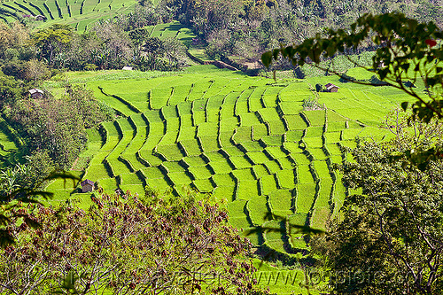 rice paddy fields in flores (indonesia), flores island, landscape, rice fields, rice paddies, terrace farming, terraced fields