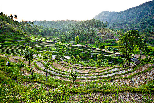 rice paddy fields - terrace farming (bali), agriculture, bali, landscape, rice fields, rice paddies, terrace farming, terraced fields